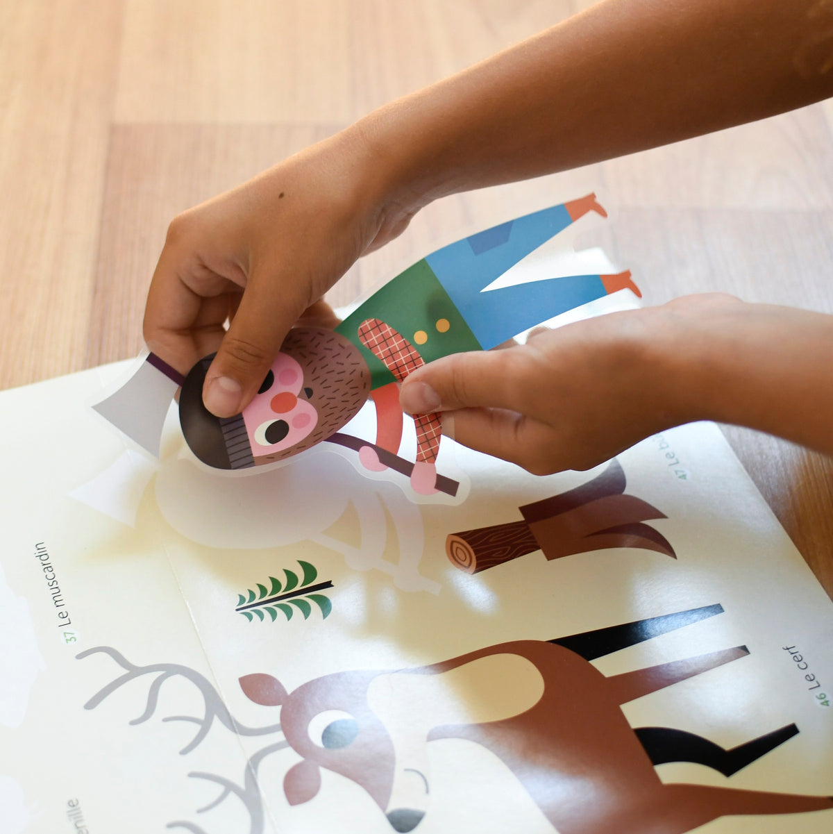 poster éducatif Discovery Forest